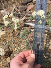 Eriogonum nudum nudum