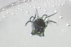 Arrenurus laticaudatus