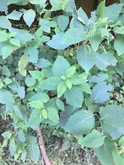 Impatiens pallida