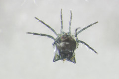 Arrenurus laticaudatus