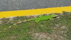 Iguana iguana