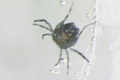 Arrenurus laticaudatus