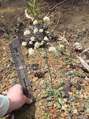 Eriogonum nudum nudum