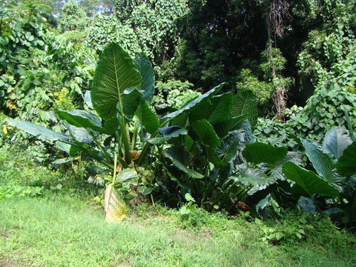 Alocasia macrorrhizos
