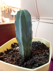 Lophocereus