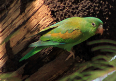 Brotogeris jugularis