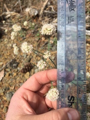 Eriogonum nudum nudum