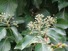 Hedera helix