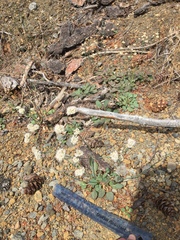 Eriogonum nudum nudum