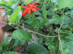 Pseudogynoxys benthamii