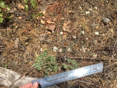 Eriogonum nudum nudum