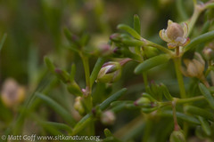 Spergularia canadensis