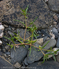 Spergularia canadensis