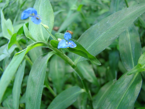 Commelina diffusa observed 2017-08-04