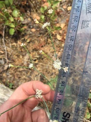 Eriogonum nudum nudum