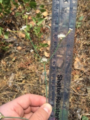 Eriogonum nudum nudum