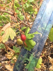 Ribes lobbii