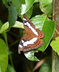 Moduza procris milonia