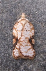 Acleris cervinana