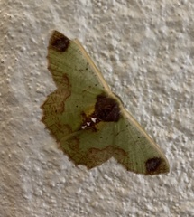 Agathiopsis basipuncta