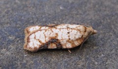 Acleris cervinana