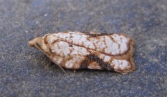 Acleris cervinana