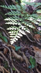 Davallia canariensis
