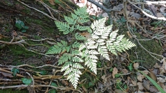 Davallia canariensis