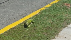 Iguana iguana