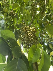 Bischofia javanica