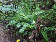 Asplenium lamprophyllum