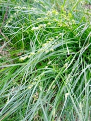 Carex divulsa divulsa