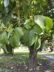 Bischofia javanica