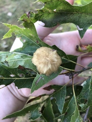 Callirhytis infuscata