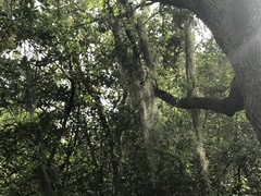 Tillandsia usneoides