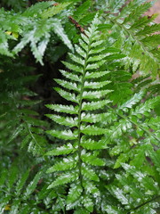 Asplenium lamprophyllum