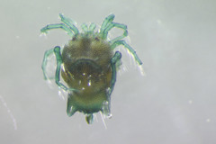 Arrenurus pseudosuperior