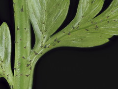 Asplenium lamprophyllum