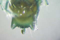 Arrenurus pseudosuperior