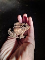 Bufo verrucosissimus