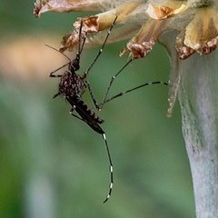 Aedes notoscriptus