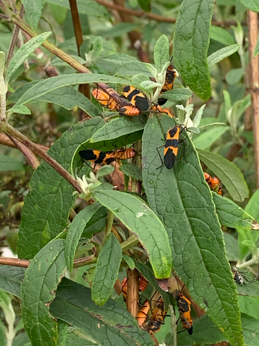 Large Milkweed Bug photographed in Delaware