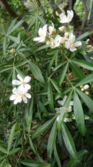 Choisya ×dewitteana