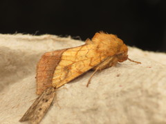 Pyrrhia umbra