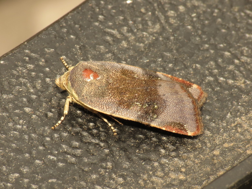 Lesser Broad-bordered Yellow Underwing