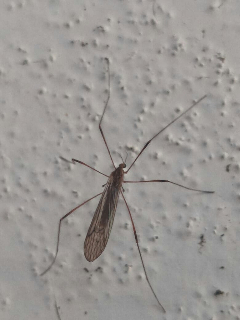 Crane fly