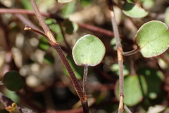 Muehlenbeckia complexa complexa