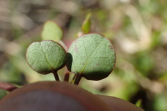 Muehlenbeckia complexa complexa