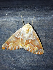 Caripeta hyperythrata