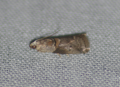 Acrobasis juglandis